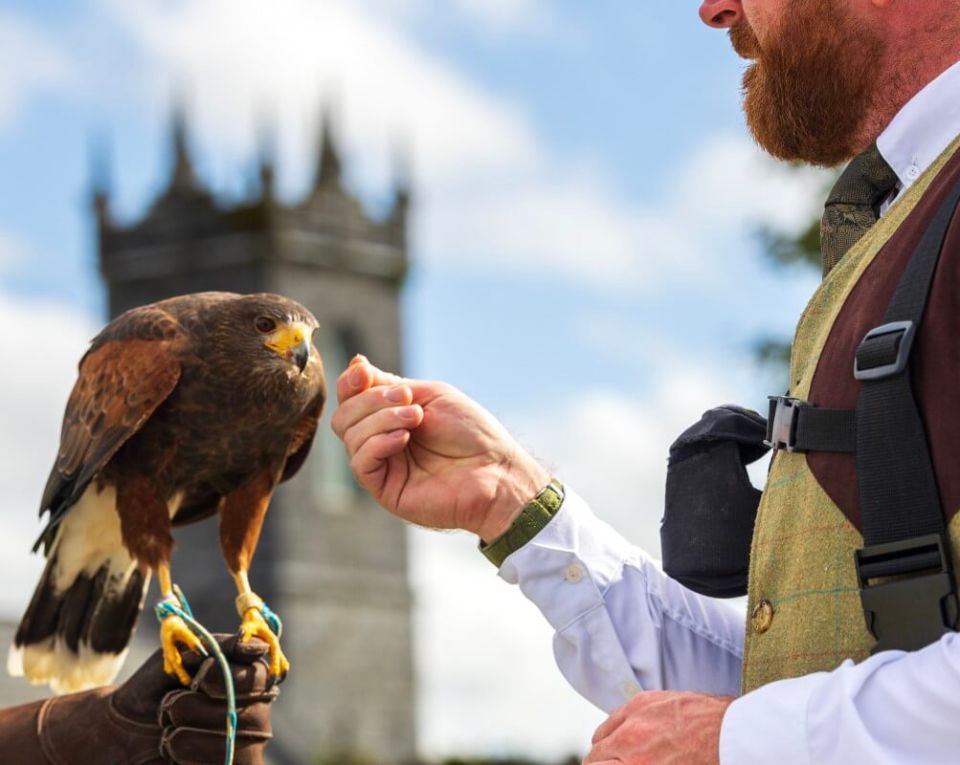 Falconry