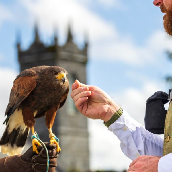 Falconry www.glenloabbeyhotel.ie